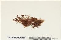 藏品(絲瓜苔屬)的圖片